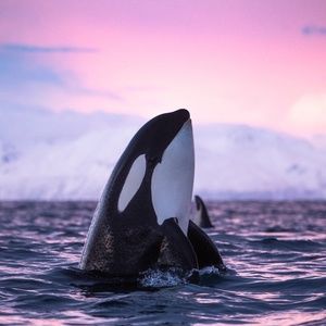 Meet your Posher, FiFi